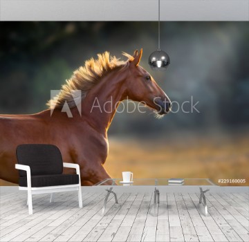 Picture of Red horse close up portrait in motion at sunset
